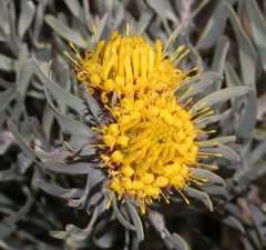 Leucospermum parile