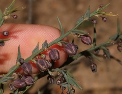 Asparagus undulatus