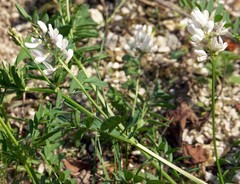 Astragalus clerceanus