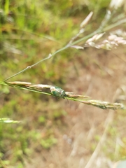 Ditomotarsus
