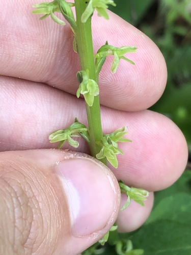 Alaska Rein Orchid (Platanthera unalascensis)