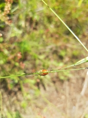 Ditomotarsus
