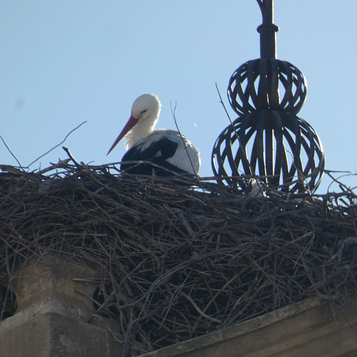 Avistamiento Cigüeña blanca