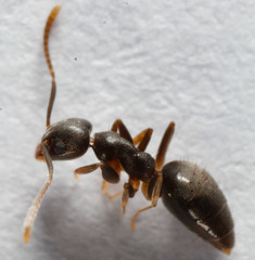 Technomyrmex vitiensis