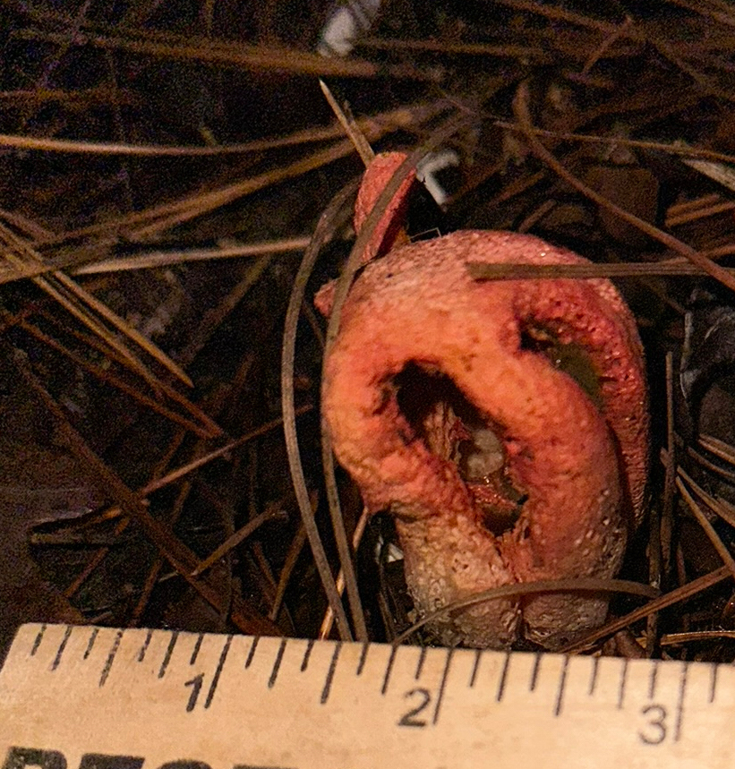Clathrus columnatus · December 2025 · photo: © ejwildlife (iNaturalist, cc-by)
