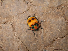 Poecilocoris latus
