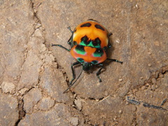 Poecilocoris latus
