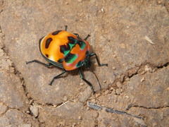 Poecilocoris latus