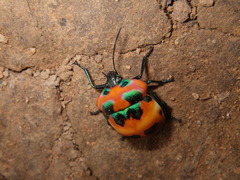 Poecilocoris latus