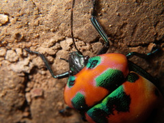 Poecilocoris latus