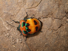 Poecilocoris latus
