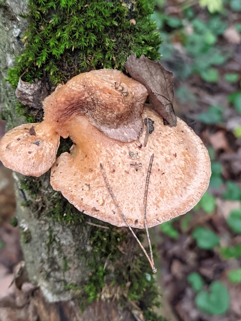 Sarcomyxa serotina · December 2025 · photo: © naturalist57011 (iNaturalist, cc-by)