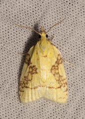 Cenopis niveana