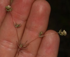 Adenogramma glomerata