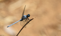Orthetrum malgassicum