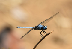 Orthetrum malgassicum