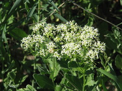 Lepidium draba