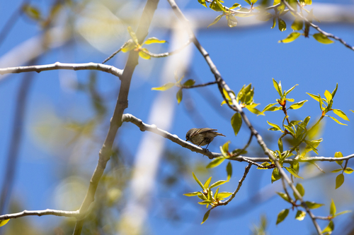 Ruby-crowned Kinglet photographed in Wyoming
