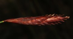 Staberoha distachyos