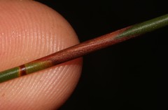 Staberoha distachyos