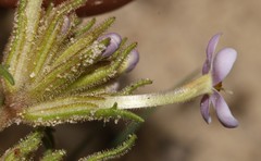 Polycarena lilacina lilacina