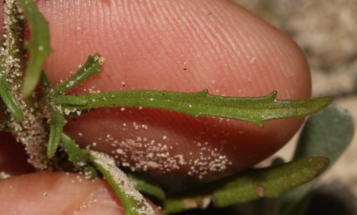 Image of Polycarena lilacina by (c) Brian du Preez, some rights reserved (CC BY-SA)