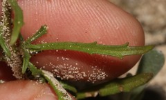 Polycarena lilacina lilacina