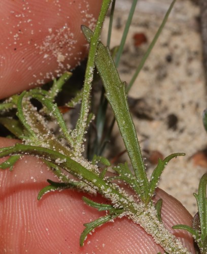 Image of Polycarena lilacina by (c) Brian du Preez, some rights reserved (CC BY-SA)