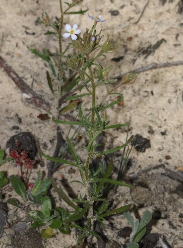 Image of Polycarena lilacina by (c) Brian du Preez, some rights reserved (CC BY-SA)