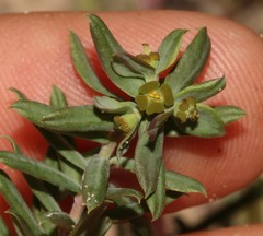 Euphorbia genistoides