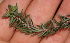 Euphorbia genistoides
