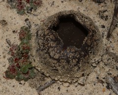 Peziza ammophila