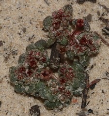 Crassula umbellata