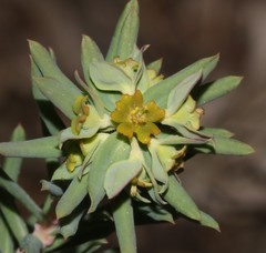 Euphorbia genistoides