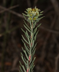 Euphorbia genistoides