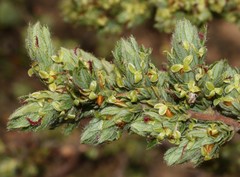 Cliffortia polygonifolia polygonifolia