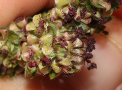 Cliffortia polygonifolia polygonifolia