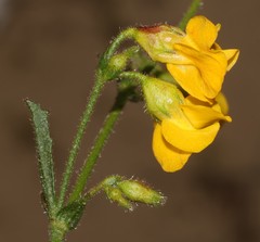 Hermannia scabra