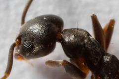 Technomyrmex vitiensis