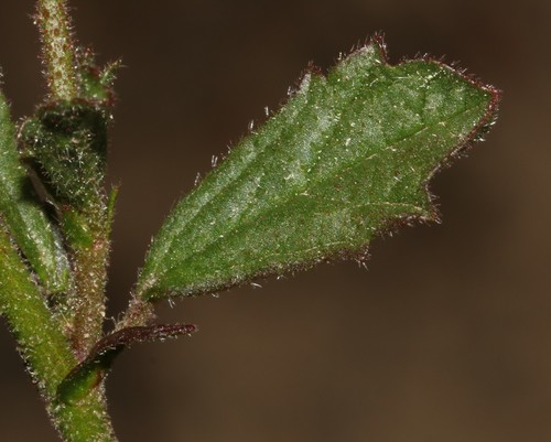 Image of Hermannia scabra by (c) Brian du Preez, some rights reserved (CC BY-SA)