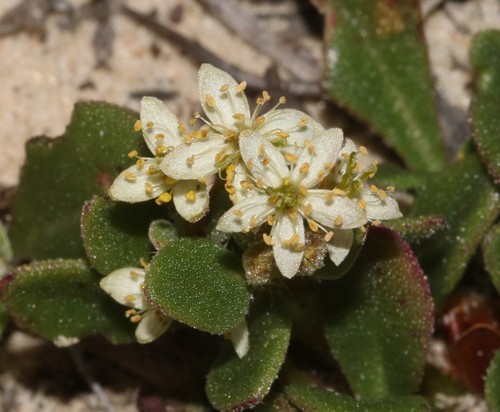Tender Seacoral (Tetragonia nigrescens)