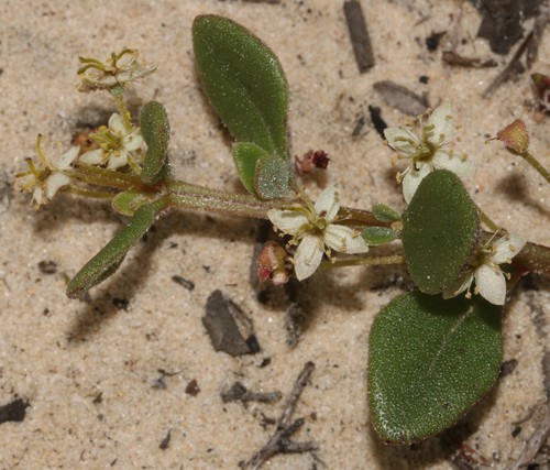 Image of Tetragonia nigrescens by (c) Brian du Preez, some rights reserved (CC BY-SA)