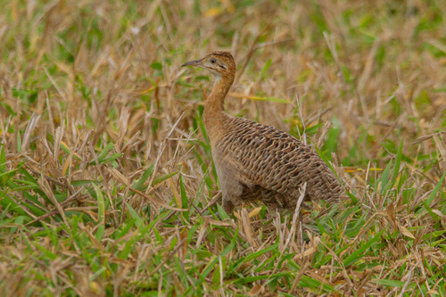 Red-winged Tinamou (Rhynchotus rufescens)