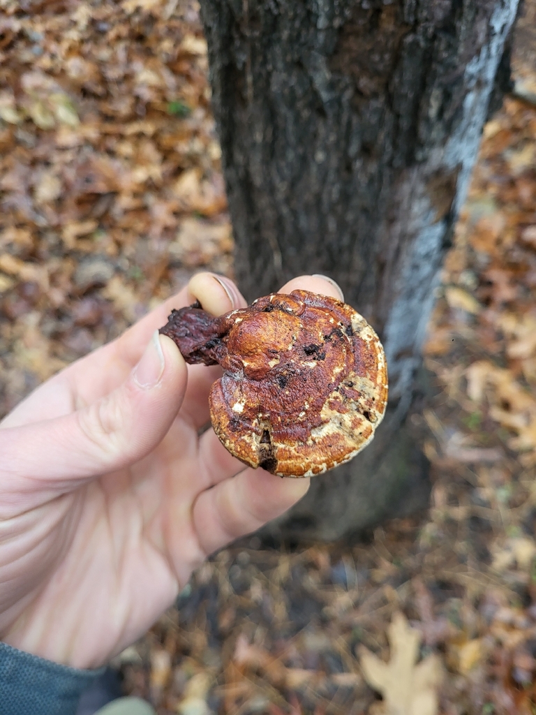 Ganoderma curtisii · December 2025 · photo: © plantpunk (iNaturalist, cc-by)