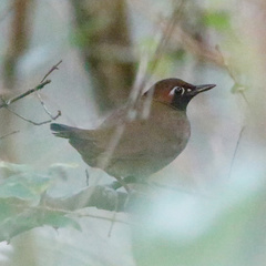 Formicarius moniliger