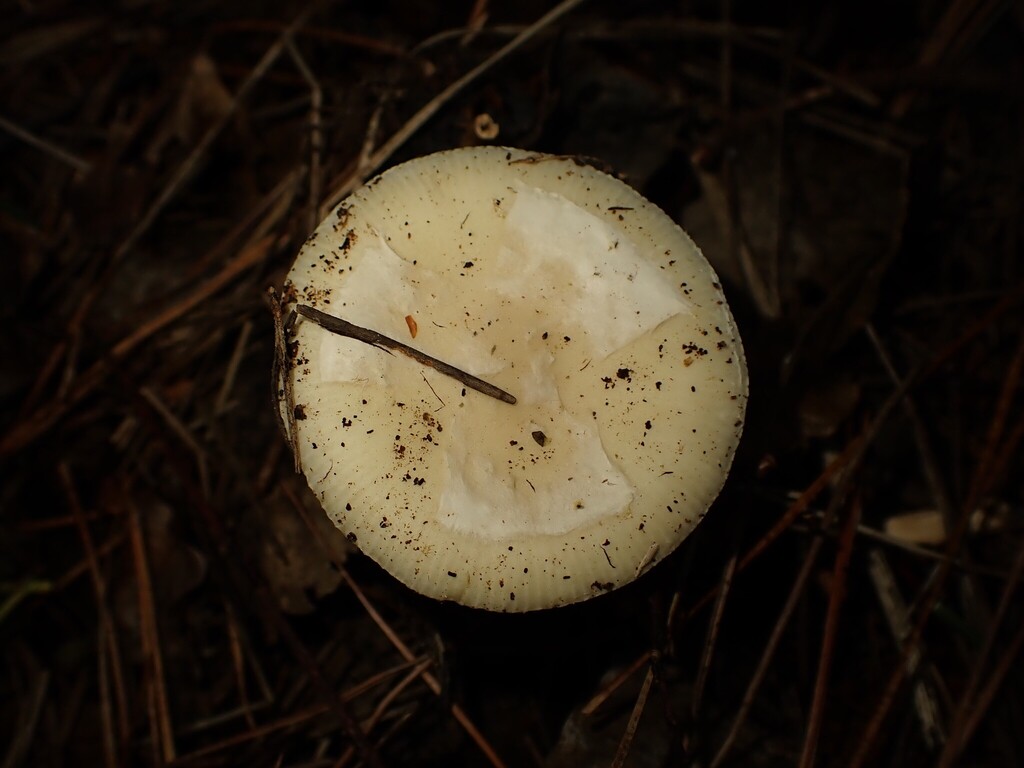 Amanita junquillea · December 2025 · photo: © predomalpha (iNaturalist, cc-by)