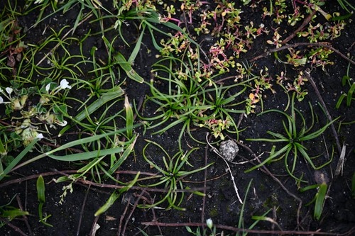 Isoetes histrix, photograph 3