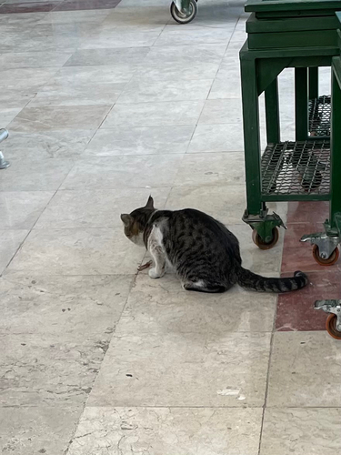 Domestic Cat