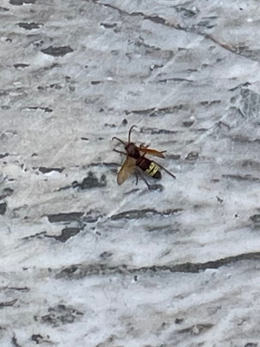 Oriental Hornet