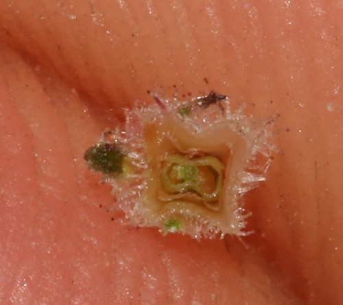Image of Erica plumosa by (c) Brian du Preez, some rights reserved (CC BY-SA)